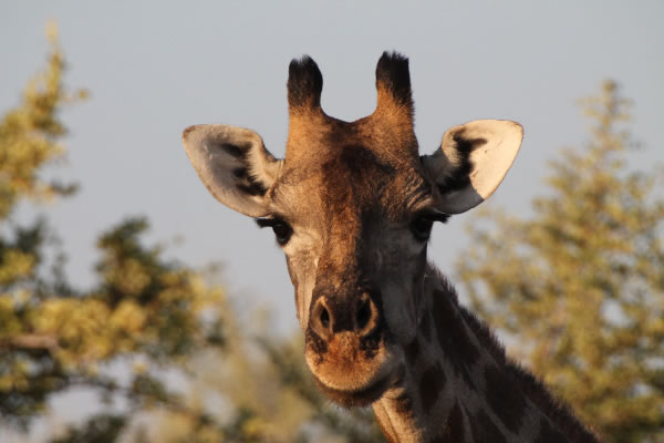 african bush bird tours cc