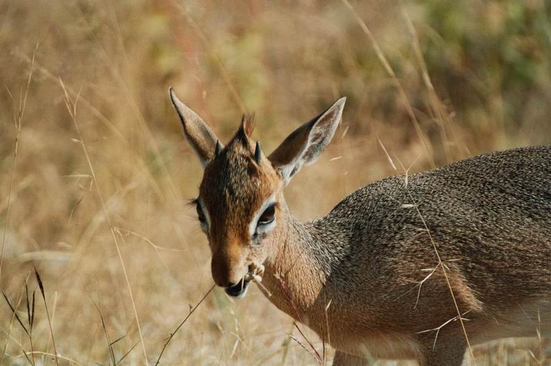 african bush bird tours cc